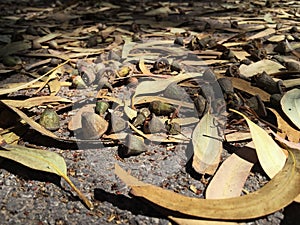 Fruits and leaves of eucalyptus on the road in the park