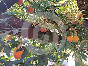 fruits and leaves photo