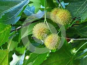 Fruits and leaves of Oriental plane, Platanus orientalis, the Old World sycamore, or Oriental plane.