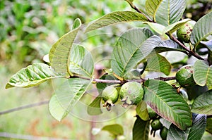 The fruits and leaves of Psidium guajava photo