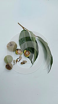 Fruits and leaves of Styrax sumatrana varietas benzoin plant isolated on white background.