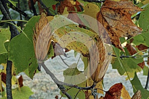 Fruits and leaves of tulip tree in autumn