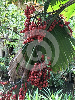 Fruits of Licuala grandis or Palas palm.