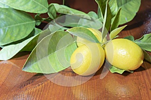 Fruits of limequats with leaves