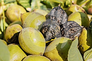 Fruits of Manchurian nut