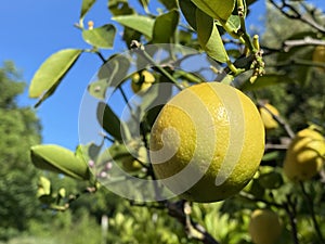 Fruits of the Meyer`s Zitrone / Citrus x meyeri / Meyer`s Zitronenbaum, ZitronenbÃÂ¤umchen `Meyeri`or Meyer-Zitrone