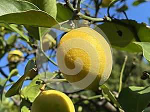Fruits of the Meyer`s Zitrone / Citrus x meyeri / Meyer`s Zitronenbaum, ZitronenbÃÂ¤umchen `Meyeri`or Meyer-Zitrone photo