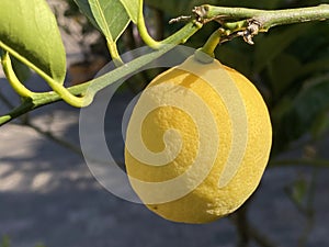 Fruits of the Meyer`s Zitrone / Citrus x meyeri / Meyer`s Zitronenbaum, ZitronenbÃÂ¤umchen `Meyeri`or Meyer-Zitrone photo