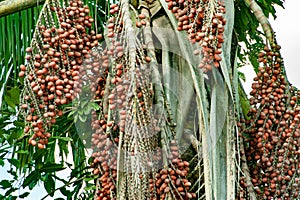 Fruits of Moriche Palm or Mauritia flexuosa growing in swamp on Amazon River in Brazil