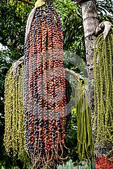 Fruits of moriche palm tree.