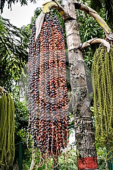 Fruits of moriche palm tree.