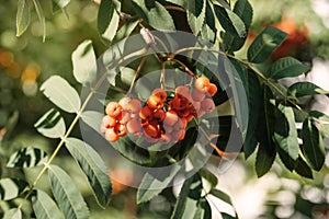 Fruits of mountain ash in the forest. Close-up view