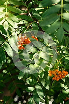 Fruits of mountain ash in the forest. Close-up view