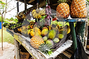 Fruits In The Mountains of Jamaica
