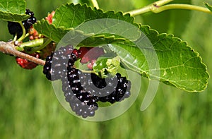 Fruits of mulberry photo