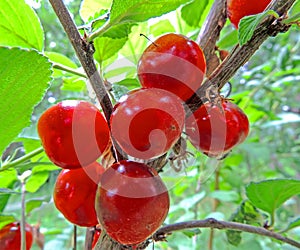 Fruits of the Nanking cherry close-up