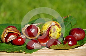 The fruits of nature in autumn, conkers