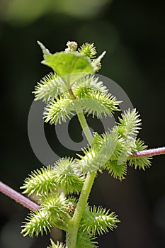 Fruits of Noogoora burr photo