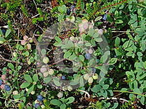 Fruits of the Northern Bilberry