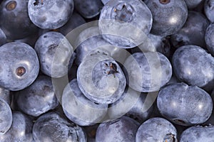 Fruits of northern highbush blueberry Vaccinium corymbosum, background