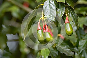 Fruits of an Ocotea tenera tree