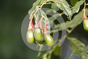 Fruits of an Ocotea tenera tree