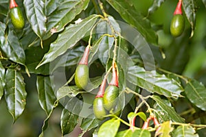 Fruits of an Ocotea tenera tree