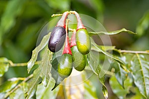 Fruits of an Ocotea tenera tree