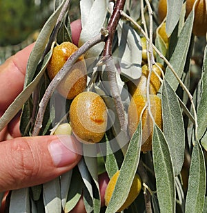 Fruits on oleaster tree, medicinal oleaster fruit