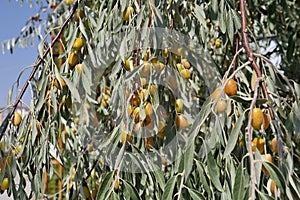 Fruits on oleaster tree, medicinal oleaster fruit