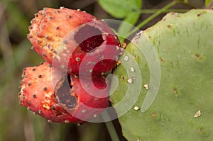 Fruits of Opuntia maxima eaten by animals. photo