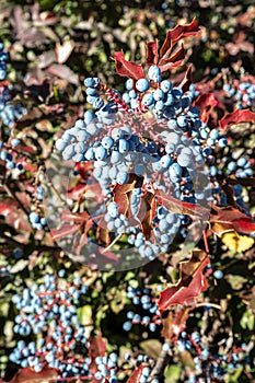 Fruits of Oregon Grape