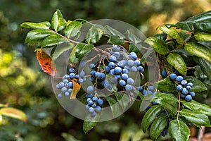 Fruits of Oregon Grape