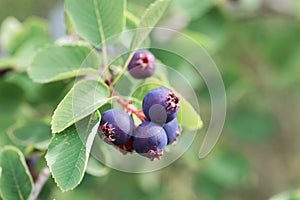 Fruits of a Pacific serviceberry, Amelanchier alnifolia