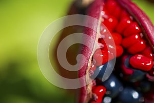 The fruits of Paeonia anomala