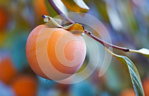 fruits on palm branches