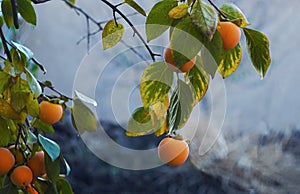 fruits on palm branches