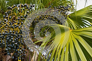 Fruits of a palm tree, specie Livistona benthamii.