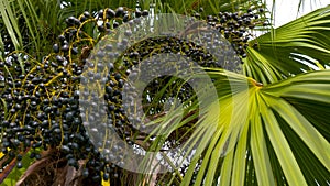 Fruits of a palm tree, specie Livistona benthamii.