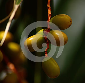Fruits of palm tree photo
