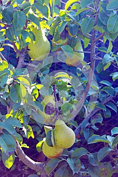 Fruits of pear Bere