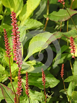 The fruits of Plantain edible weed