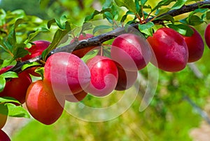 Fruits of plum tree photo