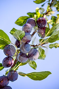 Fruits of plum tree