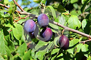 Fruits of plum tree