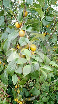 Fruits plum tree leaves wild