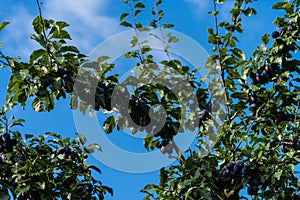 Fruits on plumtree