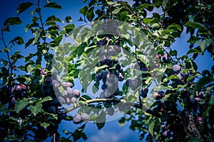 Fruits on plumtree