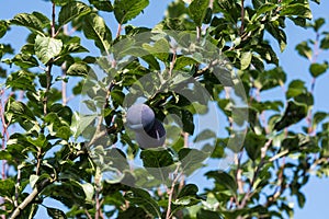 Fruits on plumtree