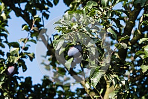 Fruits on plumtree